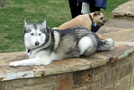 Wagging Tail Dog Park Opening 39.JPG